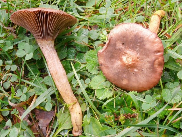 Chroogomphus Rutilus